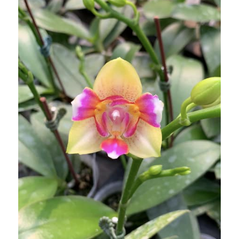 Орхидея Phal. I-Hsin Venus 3 lips - купить, доставка Украина